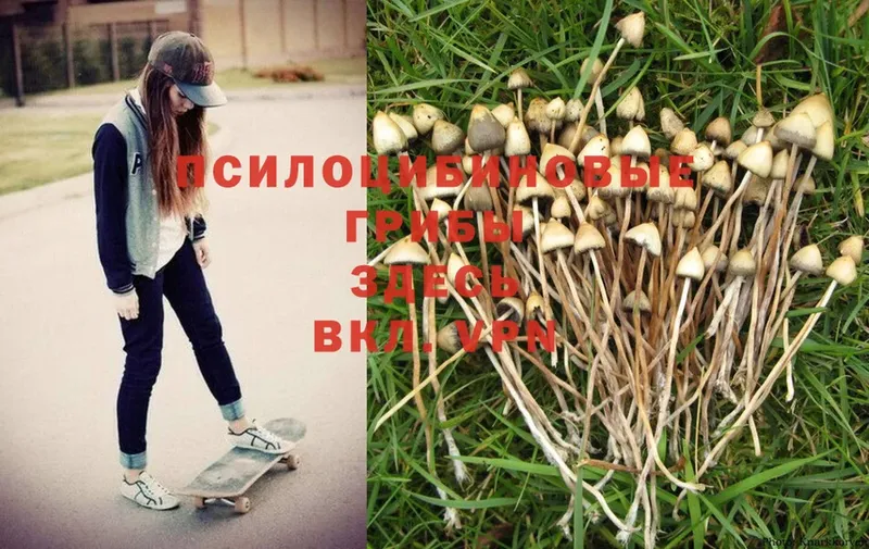 Псилоцибиновые грибы Psilocybe Владикавказ